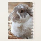 Lop-Ohr-Hase Planer (Rückseite)