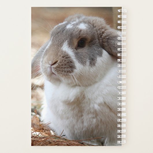 Lop-Ohr-Hase Planer (Rückseite)