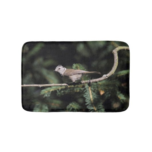 Lophanes cristatus badematte (Vorderseite)