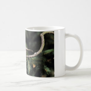 Lophanes cristatus kaffeetasse
