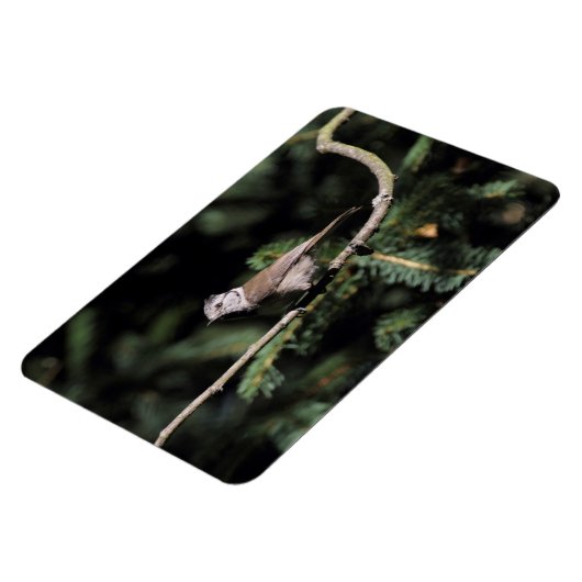 Lophanes cristatus magnet (Linke Seite)