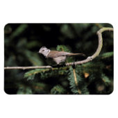 Lophanes cristatus magnet (Horizontal)