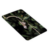 Lophanes cristatus magnet (Rechte Seite)