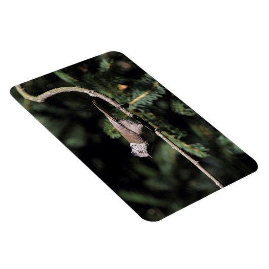 Lophanes cristatus magnet (Rechte Seite)