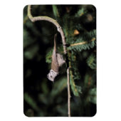 Lophanes cristatus magnet (Vertikal)