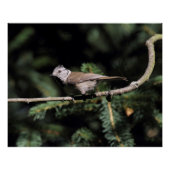 Lophanes cristatus poster (Vorderseite)