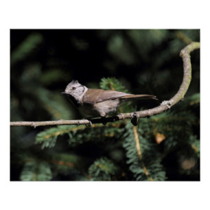 Lophanes cristatus poster