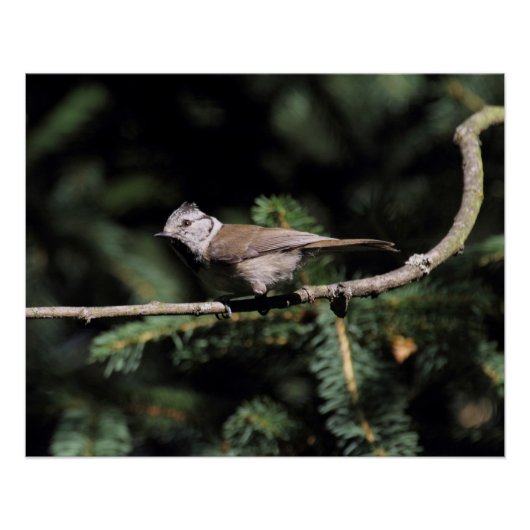 Lophanes cristatus poster (Vorderseite)