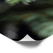 Lophanes cristatus poster (Ecke)