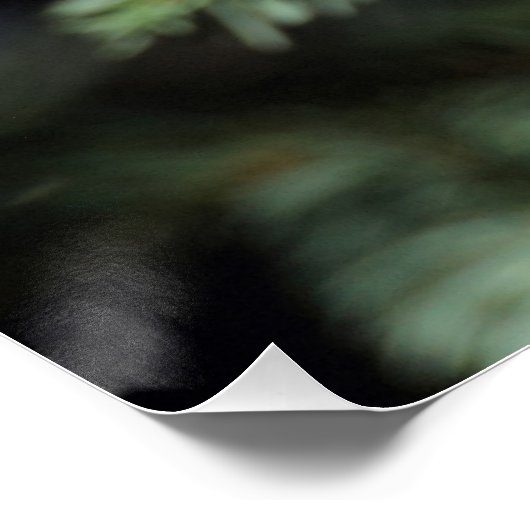 Lophanes cristatus poster (Ecke)