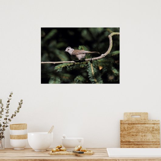 Lophanes cristatus poster (Küche)