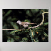 Lophanes cristatus poster (Vorne)