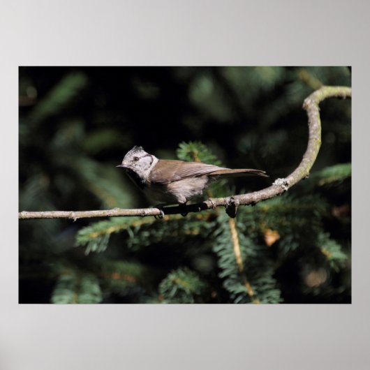 Lophanes cristatus poster (Vorne)