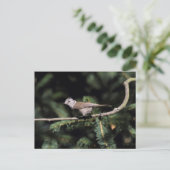 Lophanes cristatus postkarte (Stehend Vorderseite)