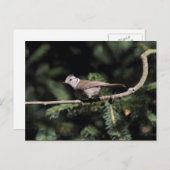 Lophanes cristatus postkarte (Vorne/Hinten)