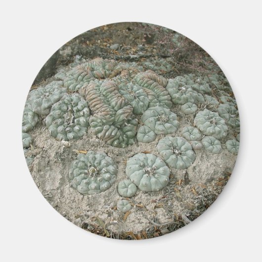 Lophora williamsii - Peyote Magnet (Vorne)