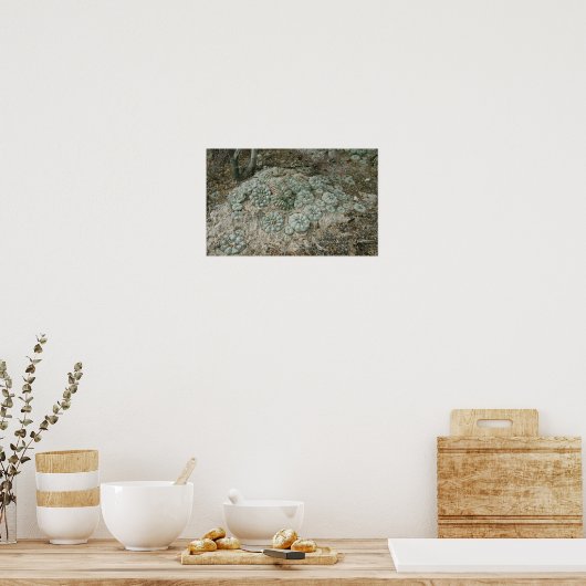 Lophora williamsii - Peyote Poster (Küche)