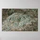 Lophora williamsii - Peyote Poster (Vorne)