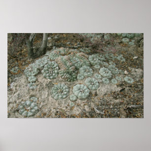 Lophora williamsii - Peyote Poster