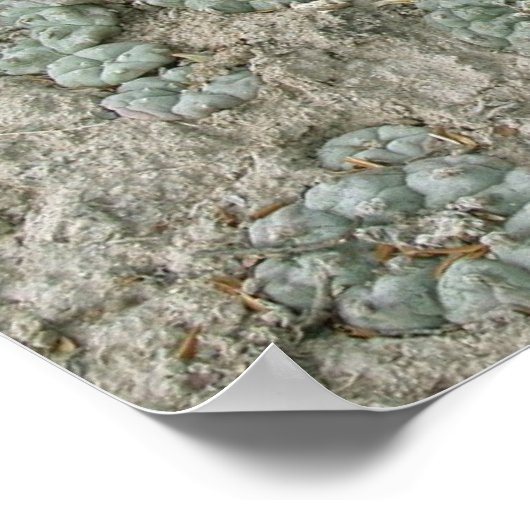 Lophora williamsii - Peyote Poster (Ecke)