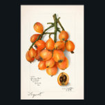 Loquats (Eriobotrya Japon Obstmalerei) Poster<br><div class="desc">Loquats (Eriobotrya Japonica) (1908) von Amanda Almira Newton.</div>