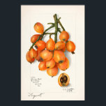 Loquats (Eriobotrya Japon Obstmalerei) Poster<br><div class="desc">Loquats (Eriobotrya Japonica) (1908) von Amanda Almira Newton.</div>