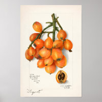 Loquats (Eriobotrya Japon Obstmalerei)