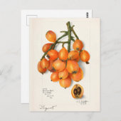 Loquats (Eriobotrya Japon Obstmalerei) Postkarte (Vorne/Hinten)