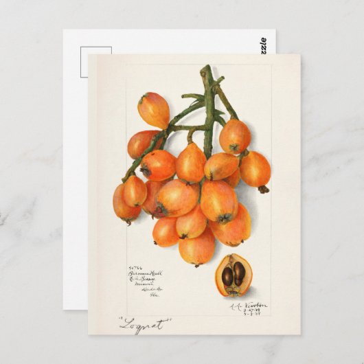 Loquats (Eriobotrya Japon Obstmalerei) Postkarte (Vorne/Hinten)