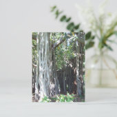 Lord Howe Island Fig Postcard Postkarte (Stehend Vorderseite)