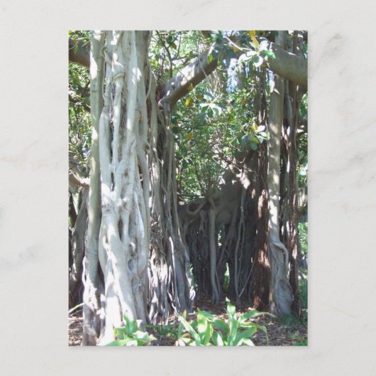 Lord Howe Island Fig Postcard Postkarte (Vorderseite)