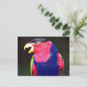 Lori Postkarte (Stehend Vorderseite)