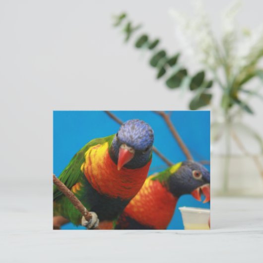 Lories Birds Postcard Postkarte (Stehend Vorderseite)
