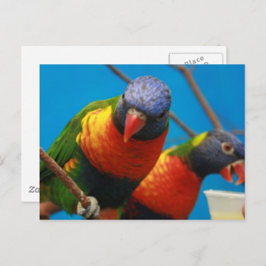 Lories Birds Postcard Postkarte (Vorne/Hinten)