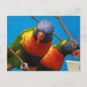 Lories Birds Postcard Postkarte (Vorderseite)