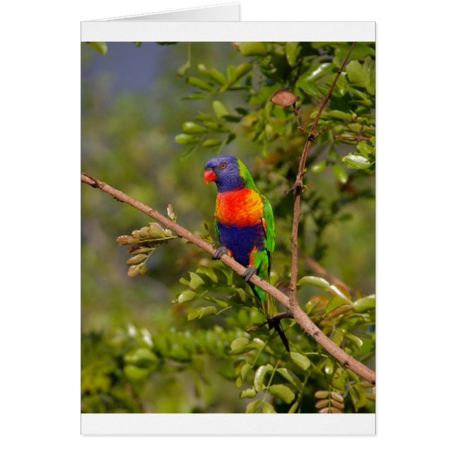 Lorikeet (Vorne)