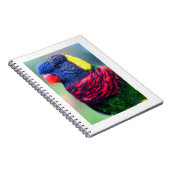 Lorikeet#1-Notebook Notizblock (Rechte Seite)
