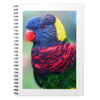 Lorikeet#1-Notebook Notizblock