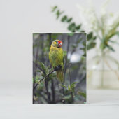 Lorikeet, Australien Postkarte (Stehend Vorderseite)