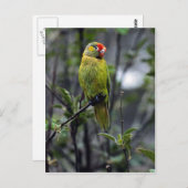 Lorikeet, Australien Postkarte (Vorne/Hinten)