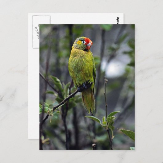 Lorikeet, Australien Postkarte (Vorne/Hinten)