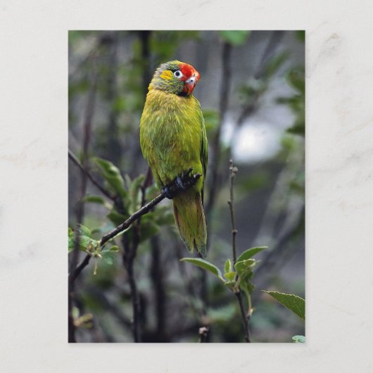Lorikeet, Australien Postkarte (Vorderseite)