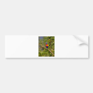 Lorikeet Autoaufkleber