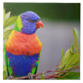 Lorikeet Bird Fliese (Vorderseite)