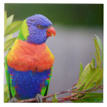 Lorikeet Bird