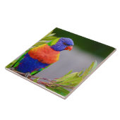 Lorikeet Bird Fliese (Seite)