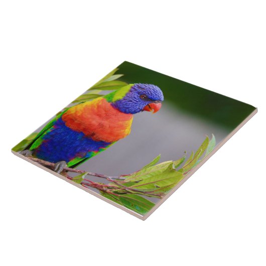 Lorikeet Bird Fliese (Seite)