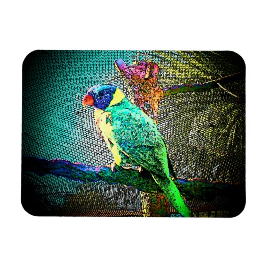Lorikeet Bird Magnet-Design 2 Magnet (Horizontal)