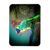 Lorikeet Bird Magnet-Design 2 Magnet (Vertikal)