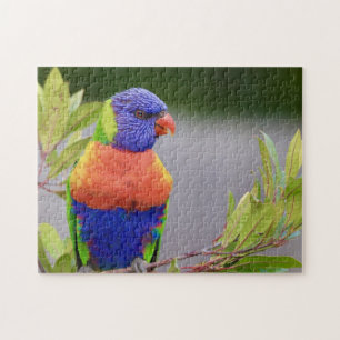 Lorikeet Bird Perched Parrot Animal Feathers Puzzle